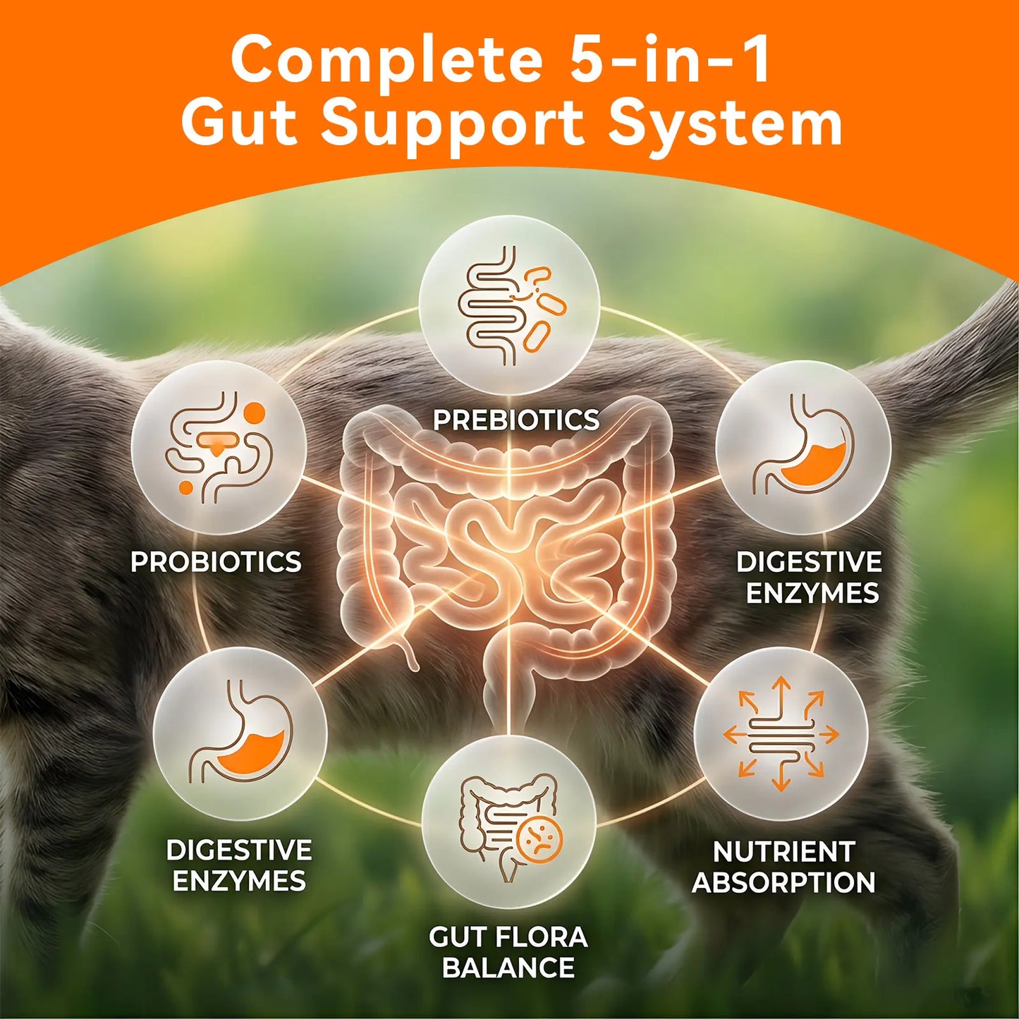 Puainta Probiotics for Dogs and Cats: 8 Billion CFU Digestive and Immune Support - Multi-Strain Spore-Forming Formula with Prebiotics for Gut Health, Sensitive Stomachs, and Skin Wellness